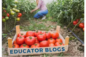 person picking tomatoes