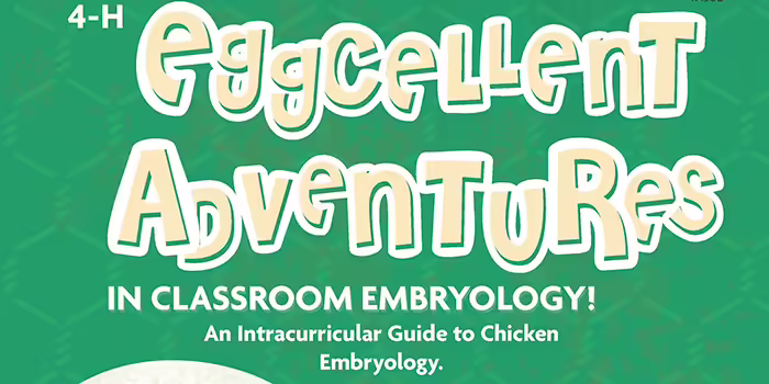 eggcelletn adventures cover page