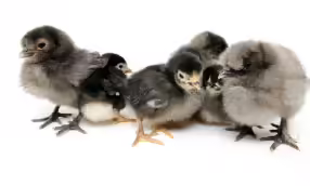 Chicks