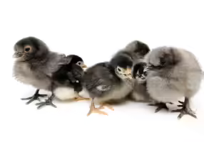 Chicks