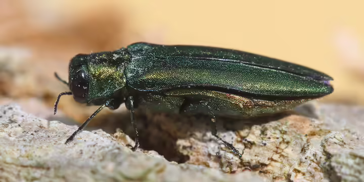Emerald ash borer insect adult