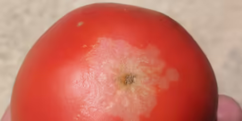 tomato turned upside down