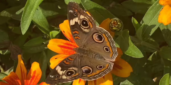 A buckeye butterfly on top of orange flowers at the Idea Garden