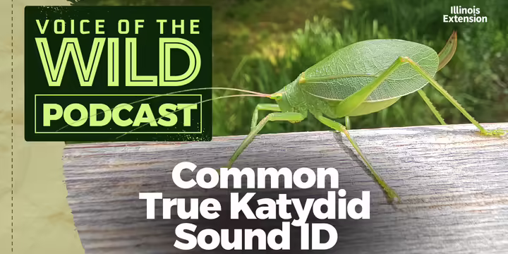 A common true katydid on wooden handrail