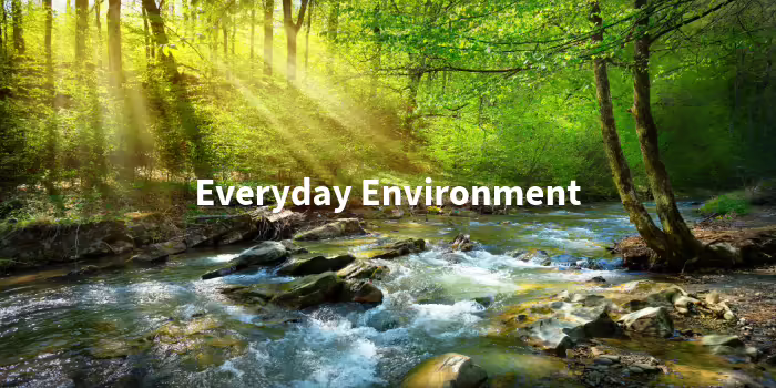 A river in the woods with the sun streaming through the trees.