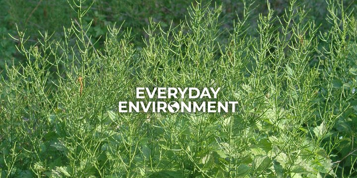 green weeds with text everyday environment