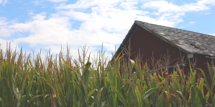 A corn field in front of a red barn.