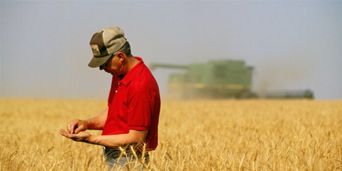 Man in wheat field with John Deere combine in the background