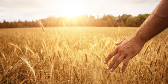 An arm comes in from the right side of the image, as their fingers trail along a field of flowing wheat, as the sun sets in the background.