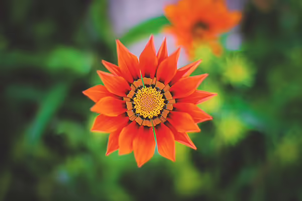 orange flower