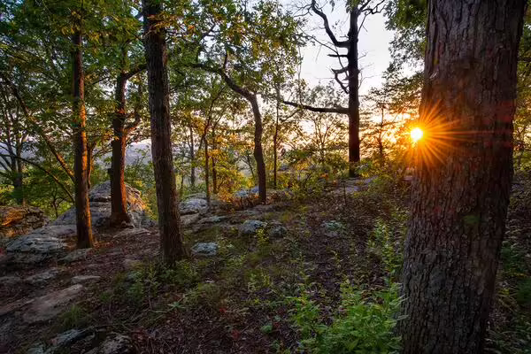 A forest with the sun rising in beyond the hill