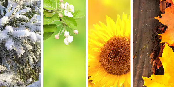 Picture of the four seasons