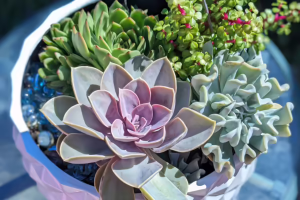 A display of a flower plant.