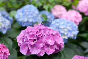 Multicolored hydrangeas in purple, pink and blue