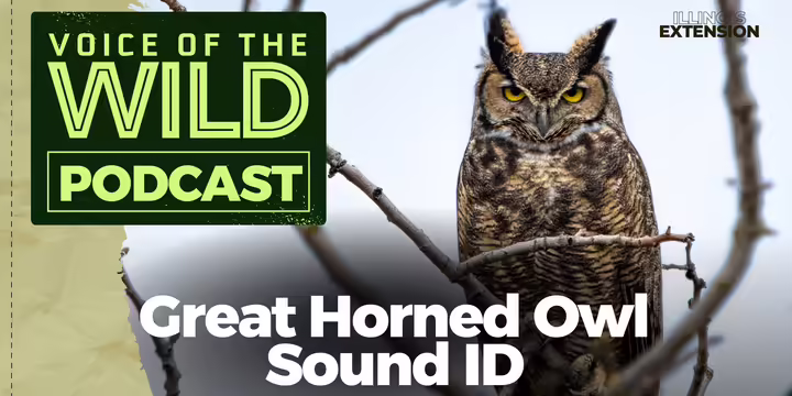 A great horned owl perches on a bare branch