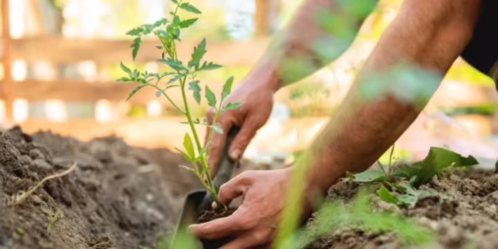 planting in the garden