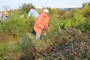 A woman holding grass and working outside in a garden.