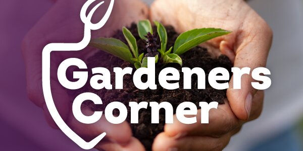 A closeup of someone's hand holding a plant with overlay text that reads gardeners corner.