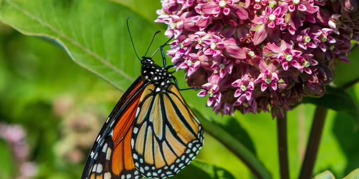 butterfly on pink flowers