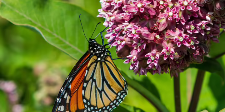 butterfly on pink milkweed plant