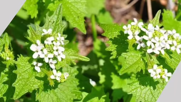 garlic mustard