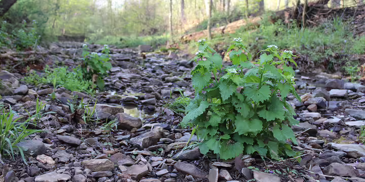 a green garlic mustard plant growing in a creekbed