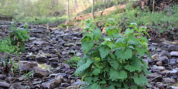 garlic mustard in a creek bed