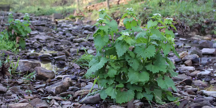 garlic mustard