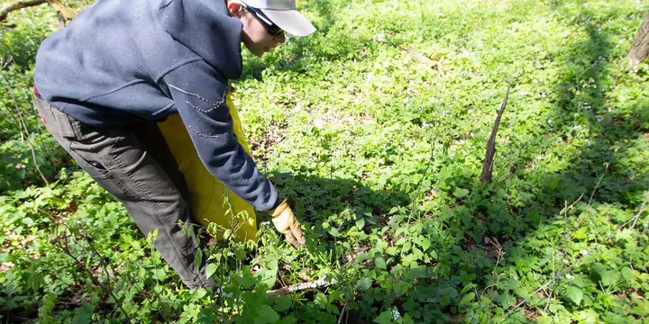 someone pulling garlic mustard in a forest