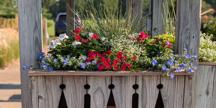 Red white and blue themed container garden