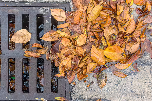 leaves clumped up in water in a stormdrain