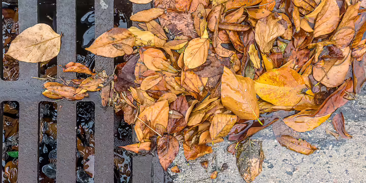 leaves clumped up in water in a stormdrain
