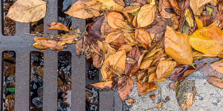 leaves clumped up in water in a stormdrain