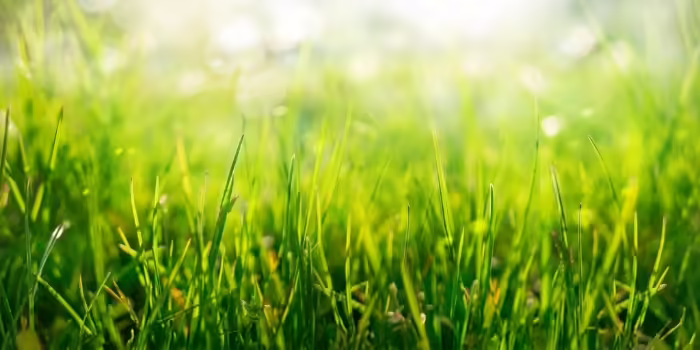 Blades of grass with dew 
