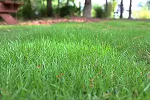 Lawn, with trees in the background