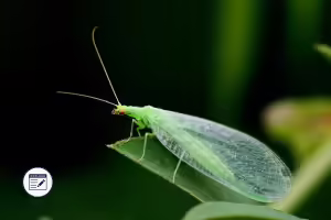 Green Lacewing