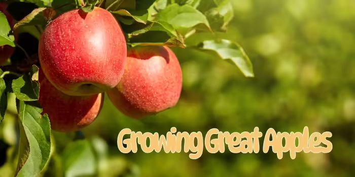 apples on a tree