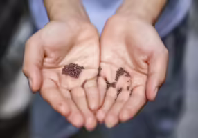 Hands holding seeds