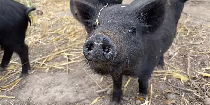 black piglet