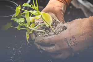 A person with gloves holding a plant.