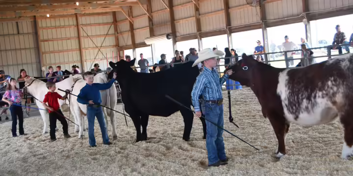 4-H Members showing their beef