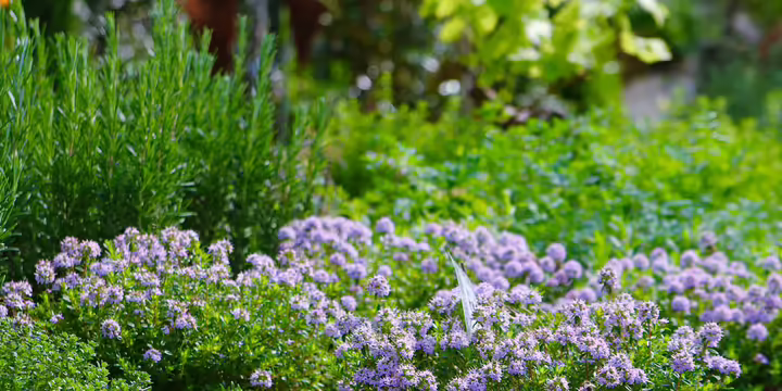 rosemary and chives growing in garden