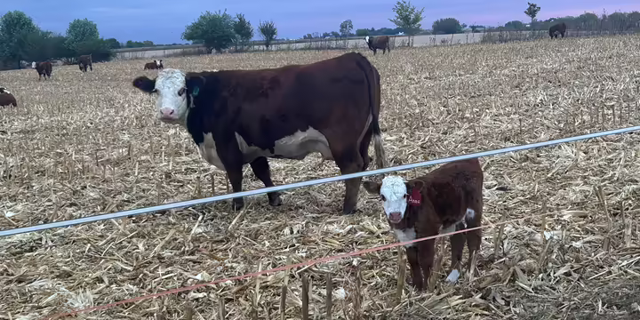 cow and calf on corn stalks
