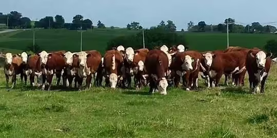 Hereford herd on pasture