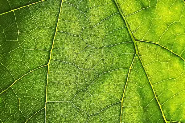 a closeup of a green leaf