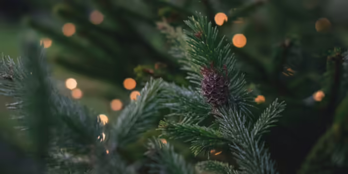 An evergreen branch with a small pinecone and soft, warm holiday lights glowing in the background.