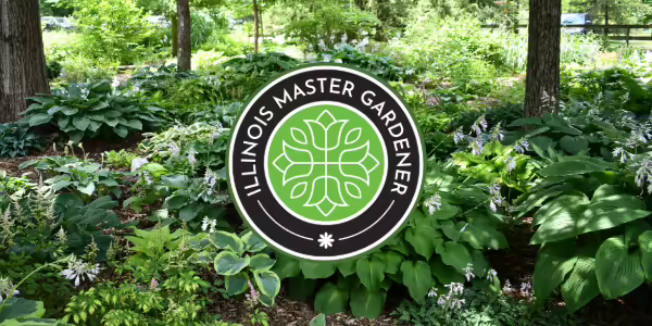 Illinois Master Gardener logo with garden filled with hostas as background