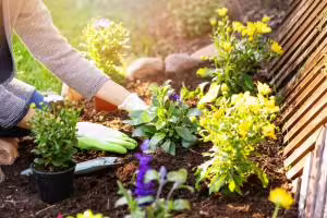Hands planting flowers