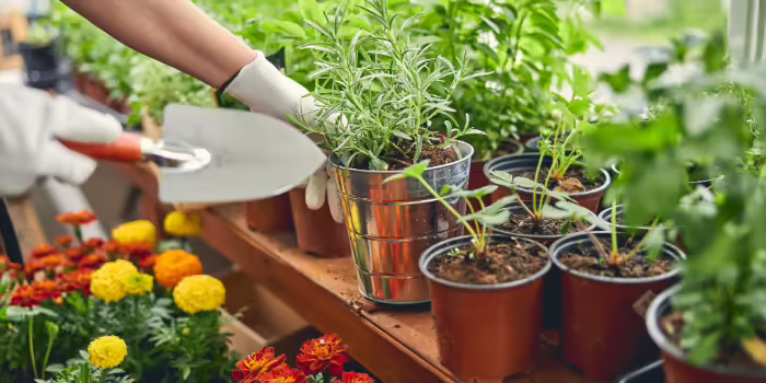 Gloved hands holding a garden shovel surrounded by plants in pots.