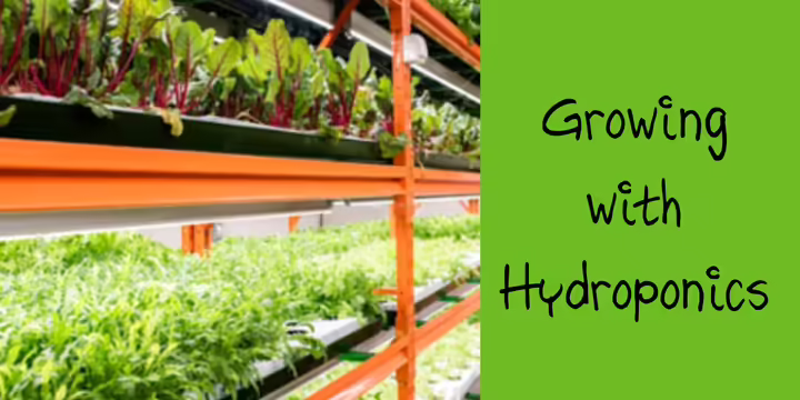 plants on a shelf Growing with Hydroponics